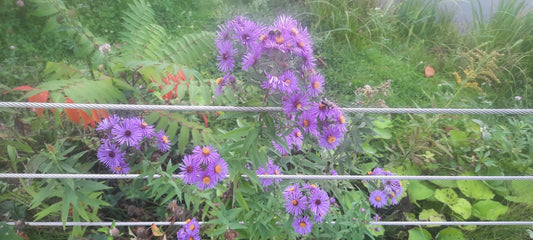 Bourdons Et Fleurs Du 25 Septembre 2021