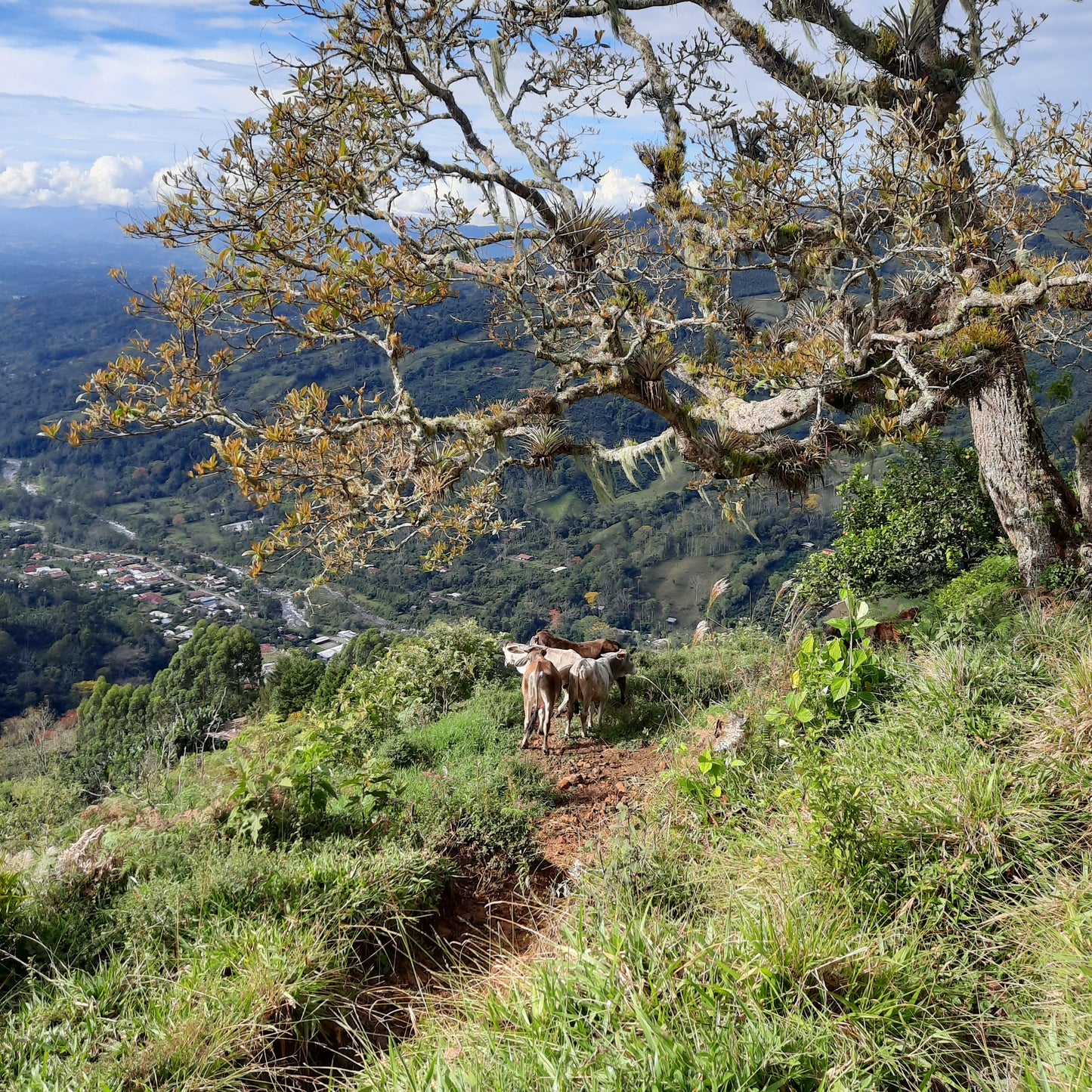 Croix Pueblo Nuevo (Le Sentier Des Vaches)