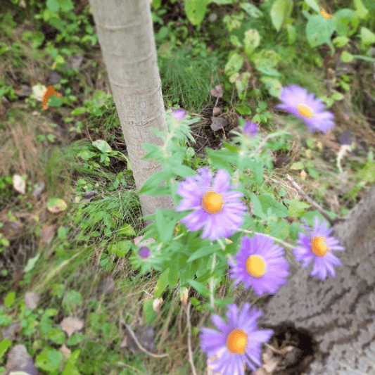 Fleurs au vent (Animation)